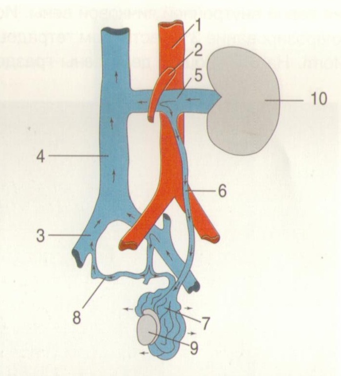 Расширение семенной вены. Аорто мезентериальный пинцет левой почечной вены. Яичковая Вена анатомия. Варикоцеле мезентериальный пинцет.