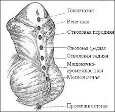 Классификация гипоспадии по Barcat