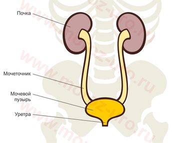 Мочевыделительная система
